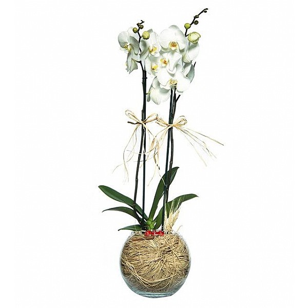 Akvaryum Vazoda 2 Dal Orkide Çiçeği